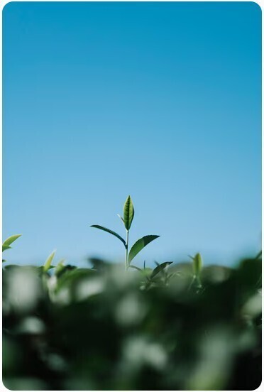 Plante